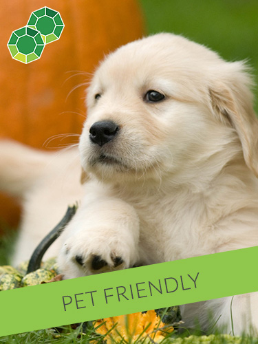 Emerald Suites Convention Center | Extended Stay Apartment Rentals | We Welcome Pets